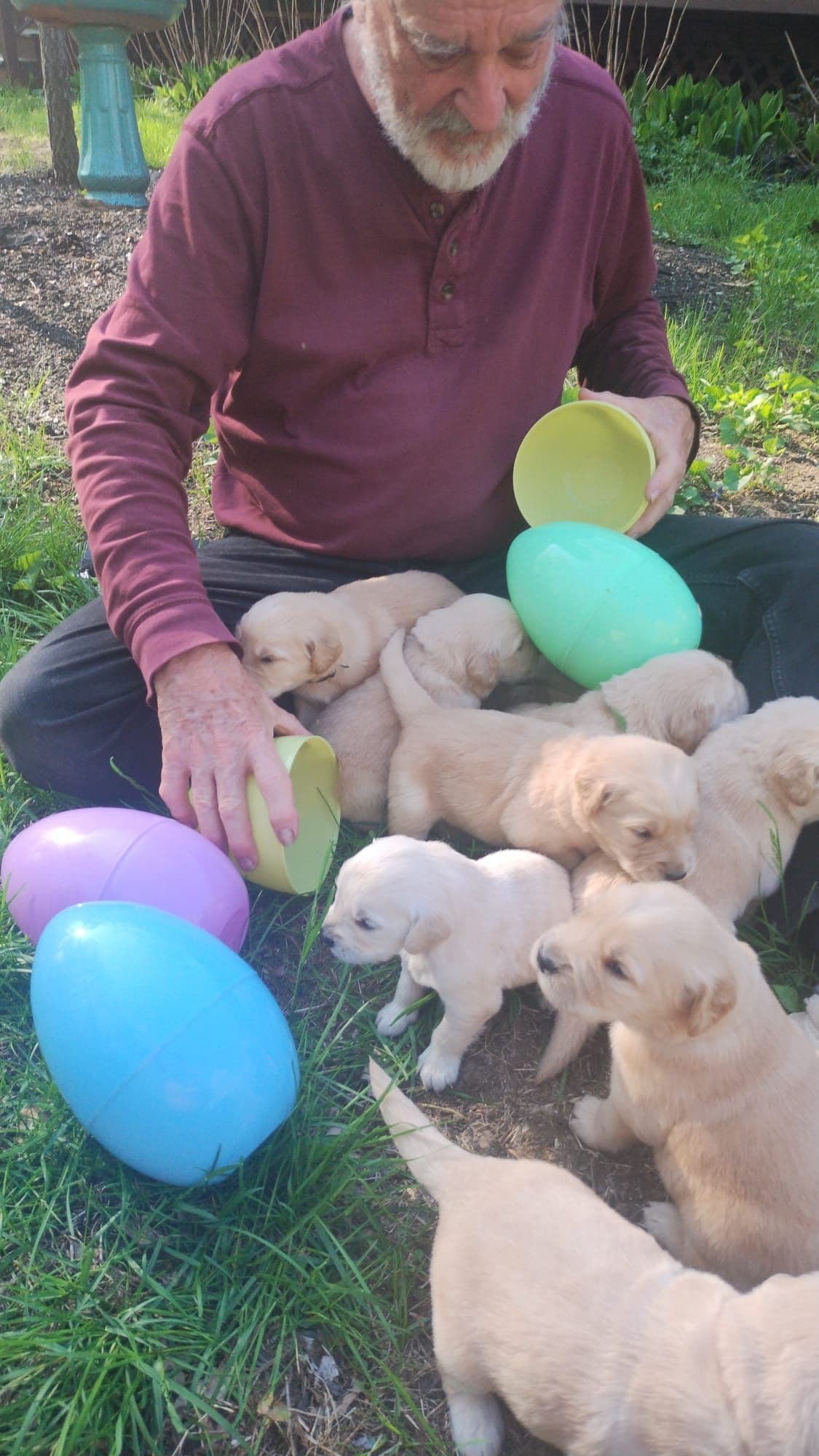 DNA-tested, Organically-raised, Socialized Golden Retriever Puppies breeder image 5