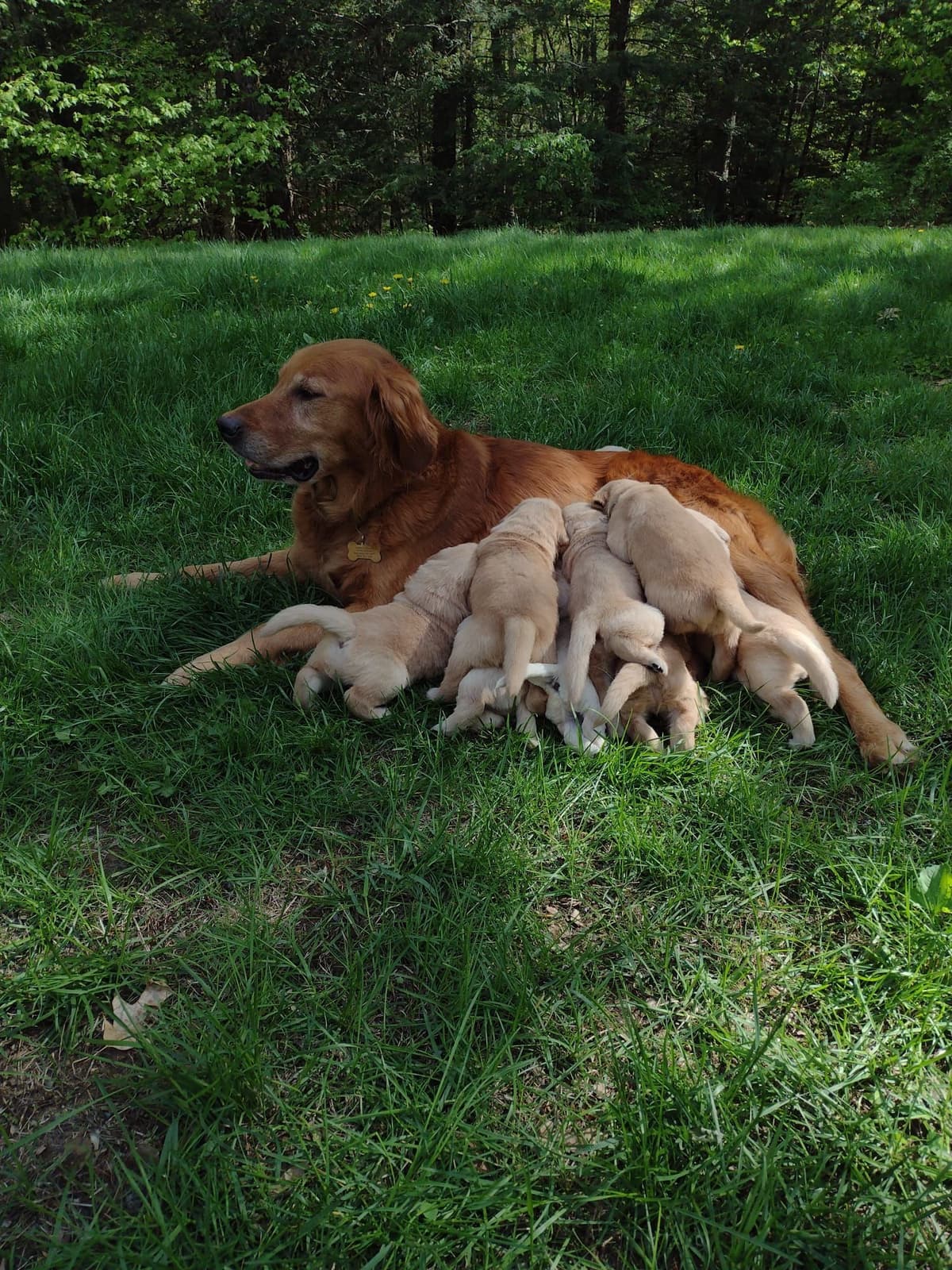 DNA-tested, Organically-raised, Socialized Golden Retriever Puppies breeder image 6