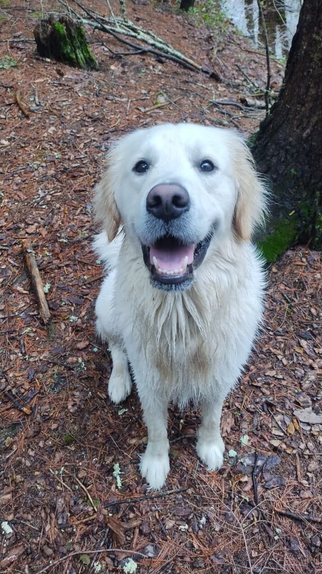 DNA-tested, Organically-raised, Socialized Golden Retriever Puppies media 2