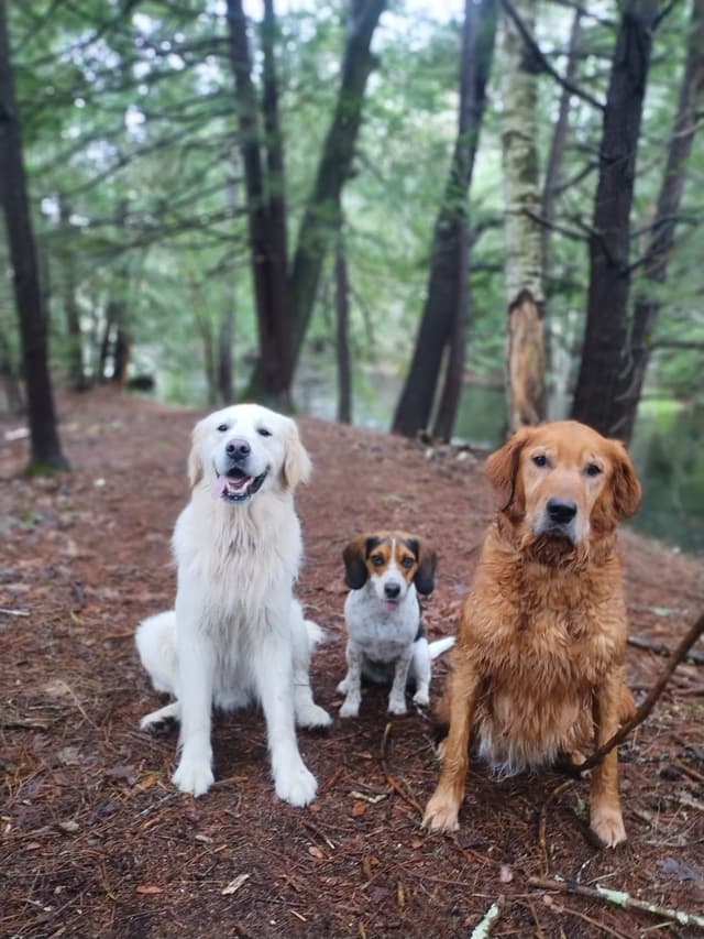 DNA-tested, Organically-raised, Socialized Golden Retriever Puppies media 3