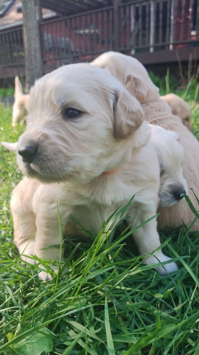 DNA-tested, Organically-raised, Socialized Golden Retriever Puppies media 4