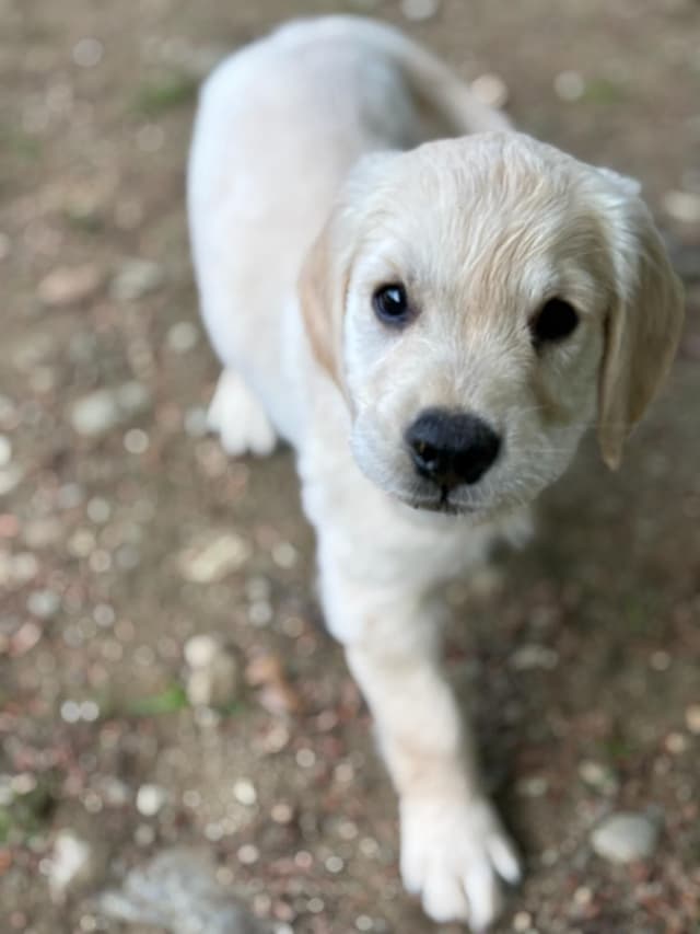 DNA-tested, Organically-raised, Socialized Golden Retriever Puppies media 5
