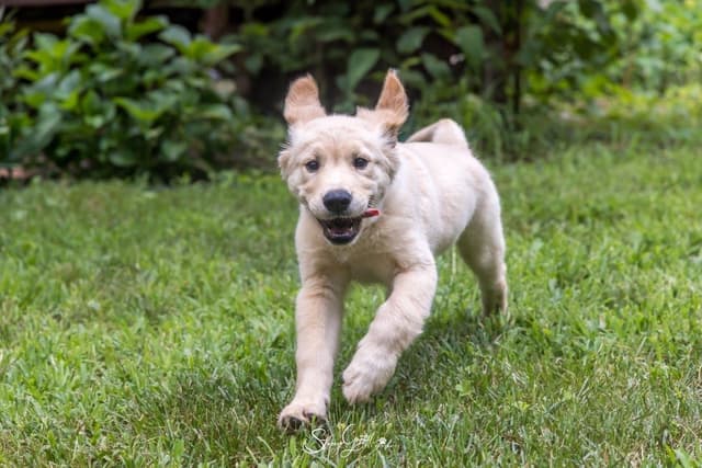 DNA-tested, Organically-raised, Socialized Golden Retriever Puppies media 6