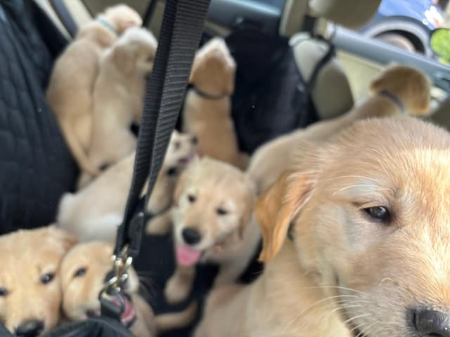 DNA-tested, Organically-raised, Socialized Golden Retriever Puppies media 7