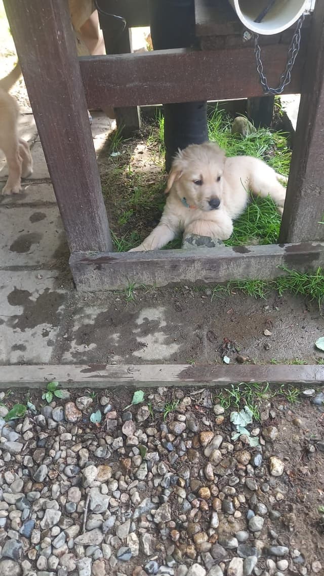 DNA-tested, Organically-raised, Socialized Golden Retriever Puppies media 8