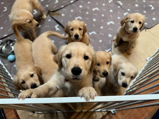 DNA-tested, Organically-raised, Socialized Golden Retriever Puppies media 9