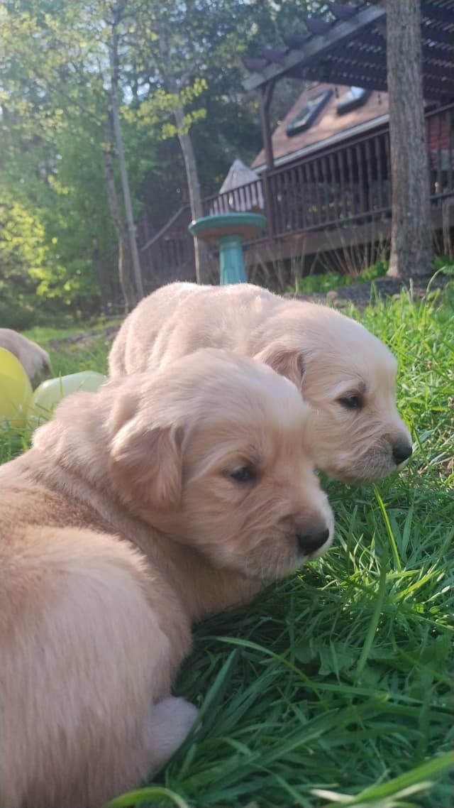 DNA-tested, Organically-raised, Socialized Golden Retriever Puppies media 10