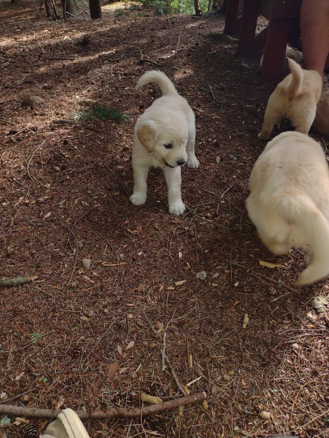 DNA-tested, Organically-raised, Socialized Golden Retriever Puppies media 11