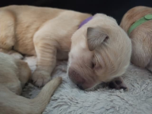 DNA-tested, Organically-raised, Socialized Golden Retriever Puppies media 13