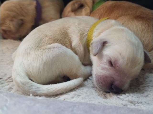 DNA-tested, Organically-raised, Socialized Golden Retriever Puppies media 14