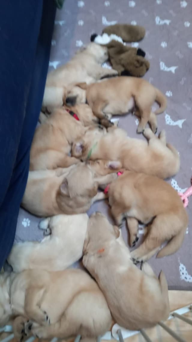DNA-tested, Organically-raised, Socialized Golden Retriever Puppies media 15