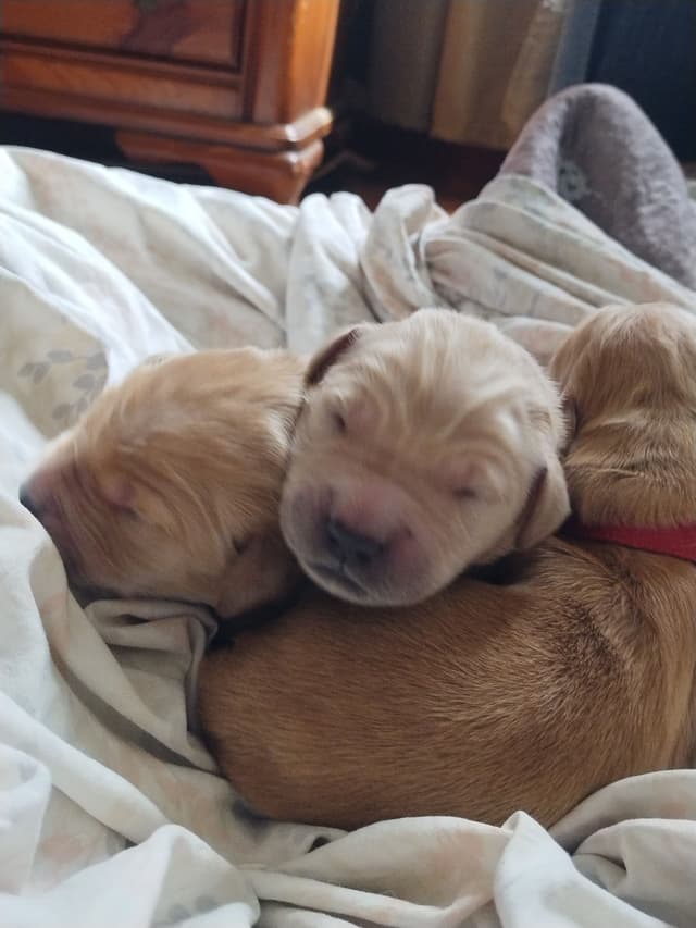 DNA-tested, Organically-raised, Socialized Golden Retriever Puppies media 16