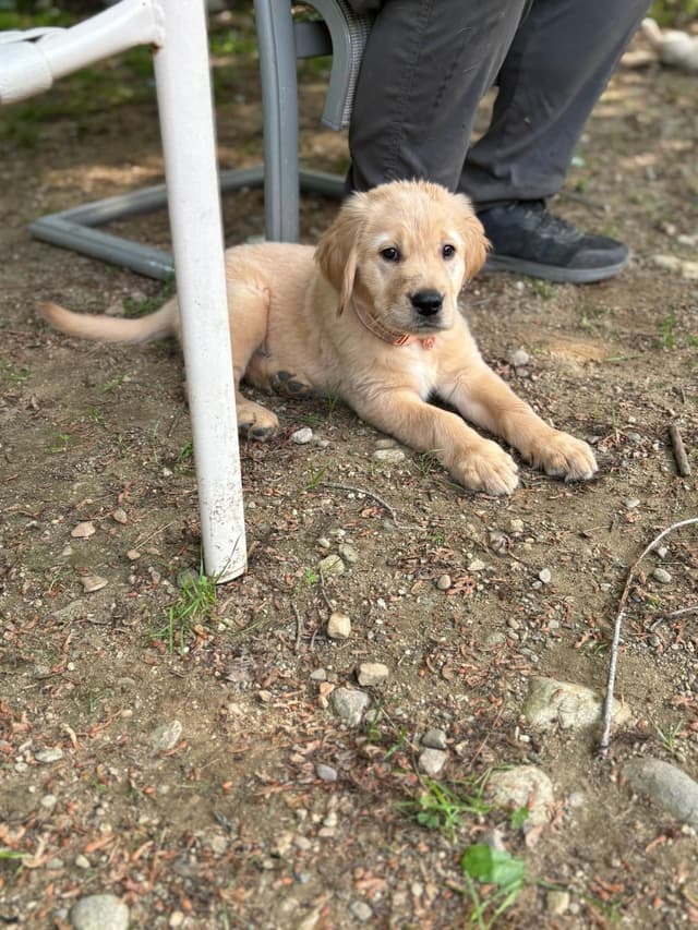 DNA-tested, Organically-raised, Socialized Golden Retriever Puppies media 17