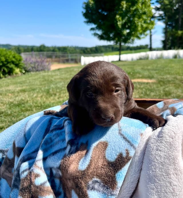JUST LISTED❤️Hip Cert🐾Labrador Retriever Puppies❤️TEXT 717-897-5194 media 2