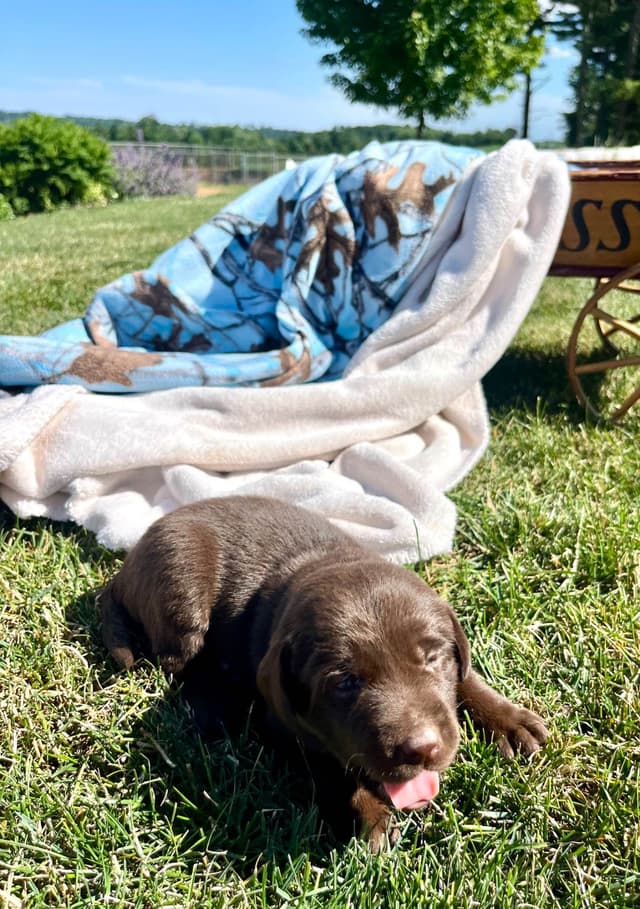 JUST LISTED❤️Hip Cert🐾Labrador Retriever Puppies❤️TEXT 717-897-5194 media 7