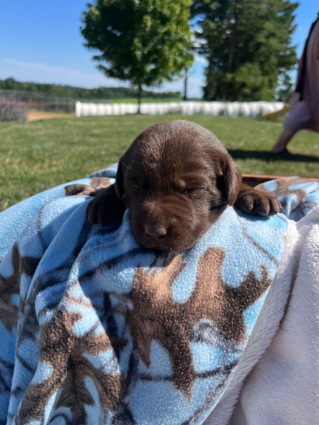 JUST LISTED❤️Hip Cert🐾Labrador Retriever Puppies❤️TEXT 717-897-5194 media 6