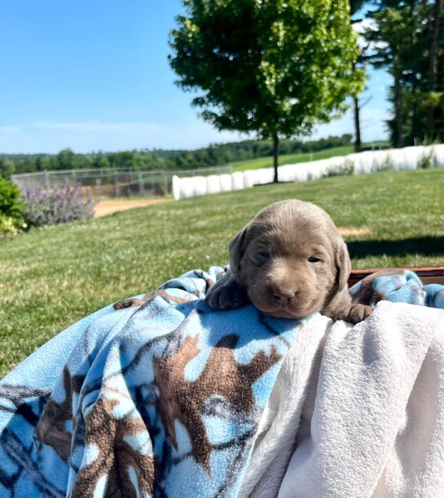 JUST LISTED❤️Hip Cert🐾Labrador Retriever Puppies❤️TEXT 717-897-5194 media 10