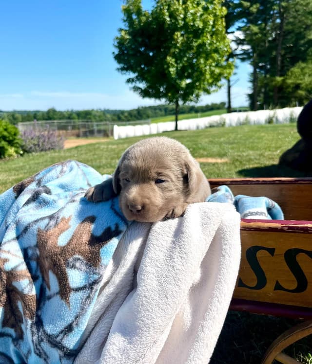 JUST LISTED❤️Hip Cert🐾Labrador Retriever Puppies❤️TEXT 717-897-5194 media 8
