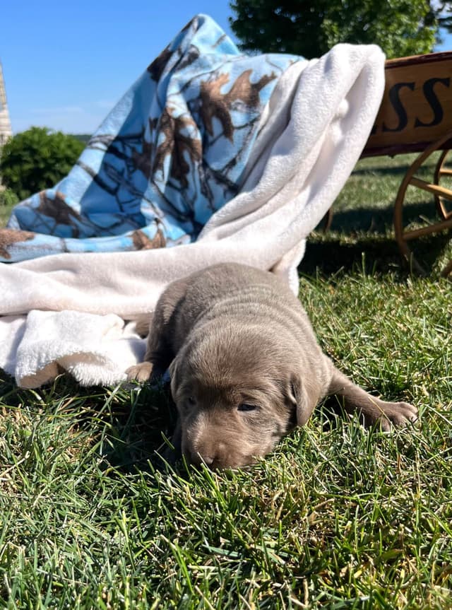 JUST LISTED❤️Hip Cert🐾Labrador Retriever Puppies❤️TEXT 717-897-5194 media 11