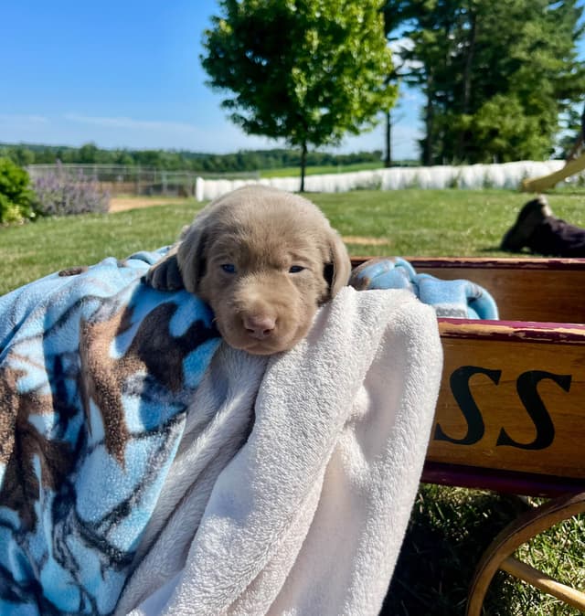 JUST LISTED❤️Hip Cert🐾Labrador Retriever Puppies❤️TEXT 717-897-5194 media 12