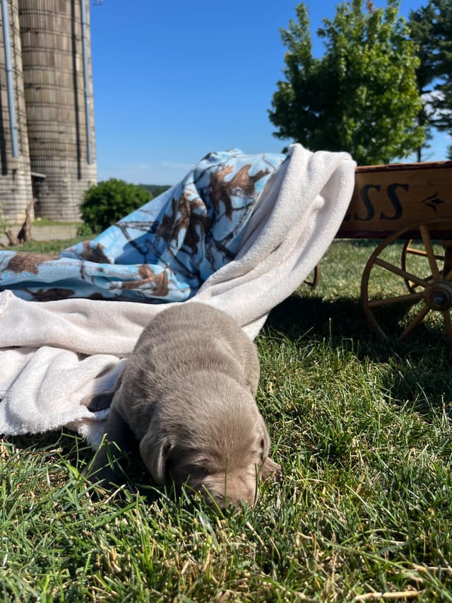 JUST LISTED❤️Hip Cert🐾Labrador Retriever Puppies❤️TEXT 717-897-5194 media 13