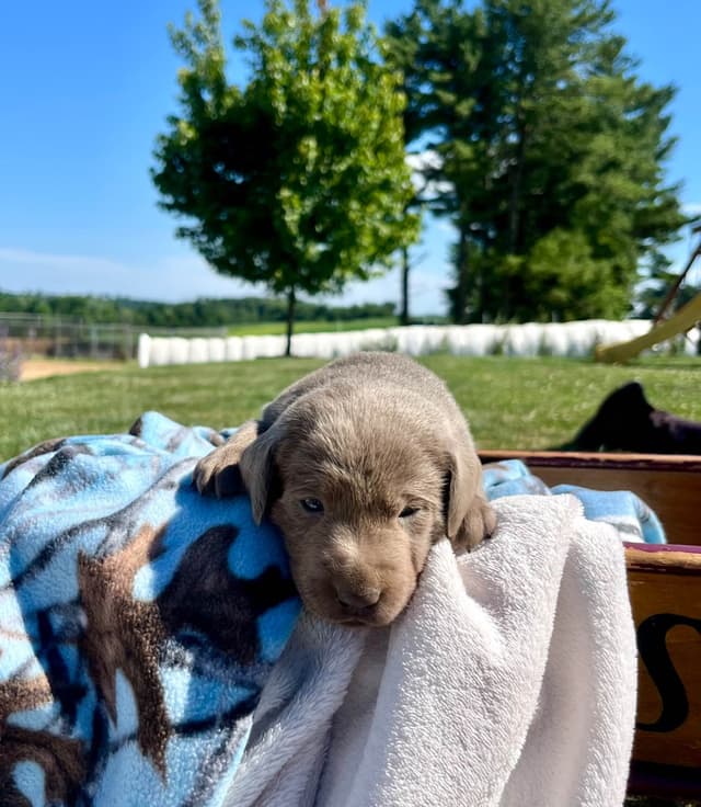 JUST LISTED❤️Hip Cert🐾Labrador Retriever Puppies❤️TEXT 717-897-5194 media 14