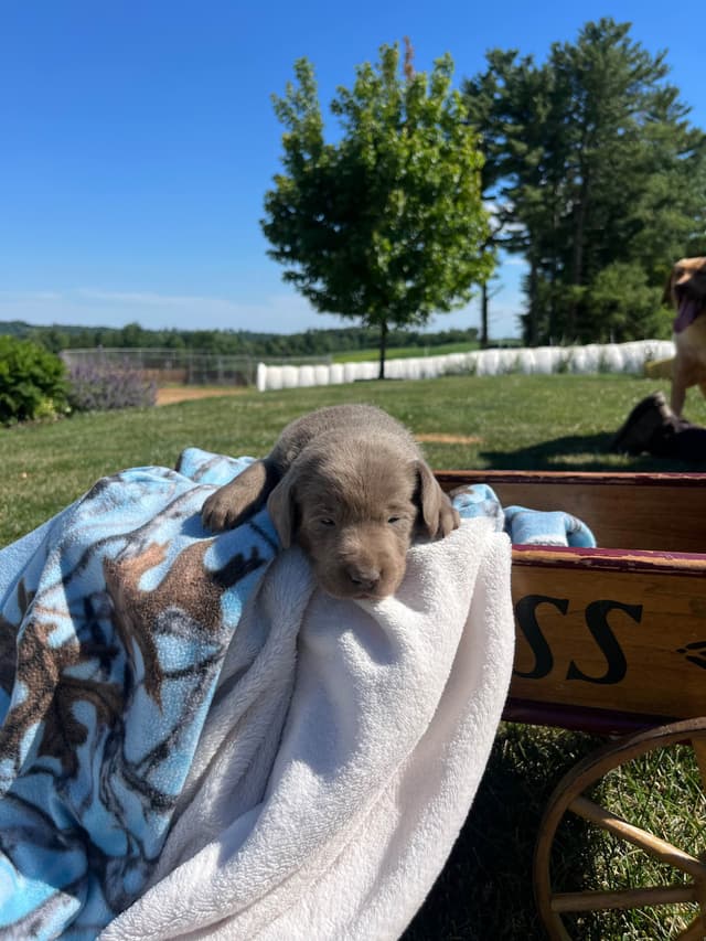 JUST LISTED❤️Hip Cert🐾Labrador Retriever Puppies❤️TEXT 717-897-5194 media 18