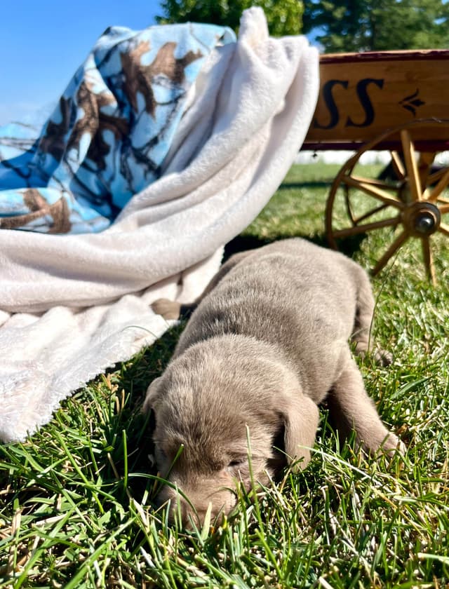 JUST LISTED❤️Hip Cert🐾Labrador Retriever Puppies❤️TEXT 717-897-5194 media 17