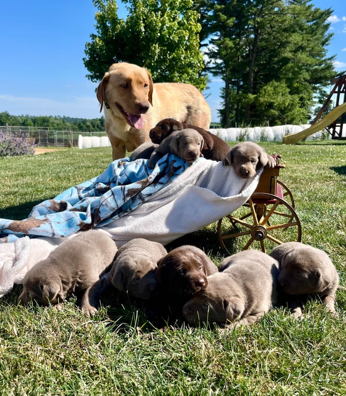 JUST LISTED❤️Hip Cert🐾Labrador Retriever Puppies❤️TEXT 717-897-5194 breeder image 1