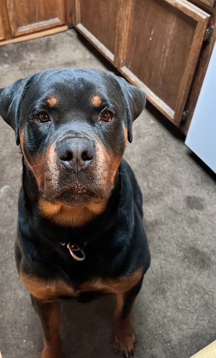 Rottweiler Puppies $1,400 AKC registerable - Non AKC $1,000 breeder image 2