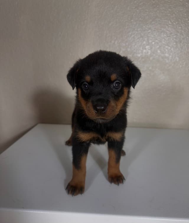 Rottweiler Puppies $1,400 AKC registerable - Non AKC $1,000 media 5