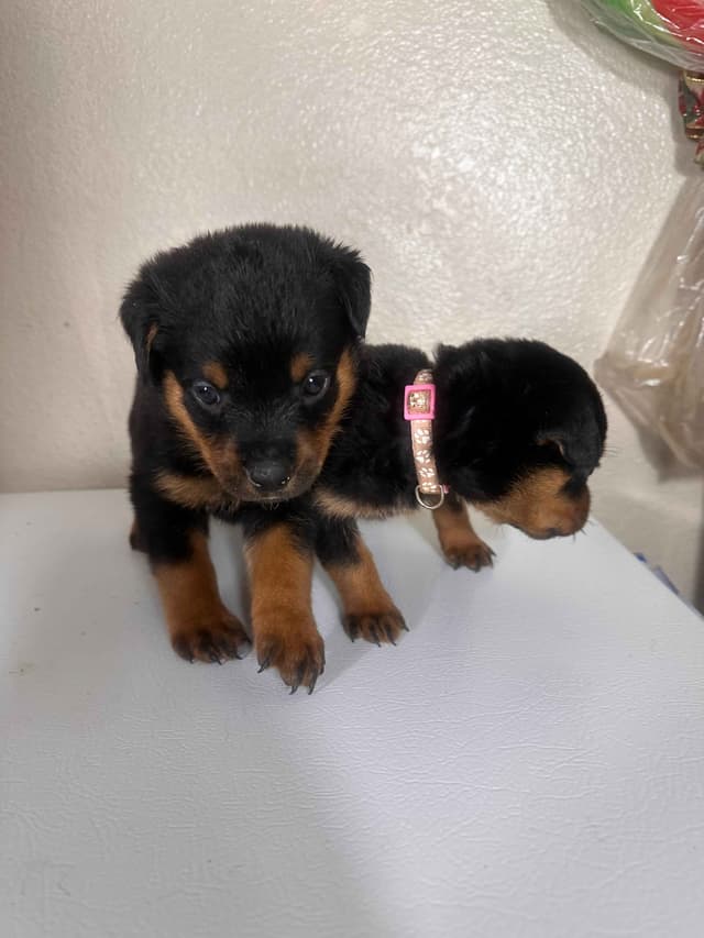 Rottweiler Puppies $1,400 AKC registerable - Non AKC $1,000 media 7