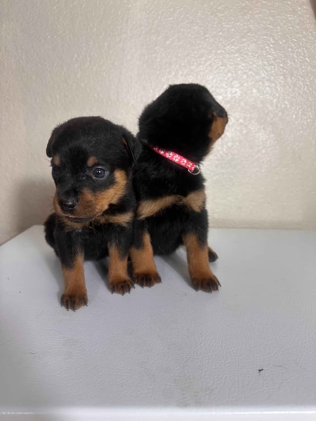 Rottweiler Puppies $1,400 AKC registerable - Non AKC $1,000 media 8