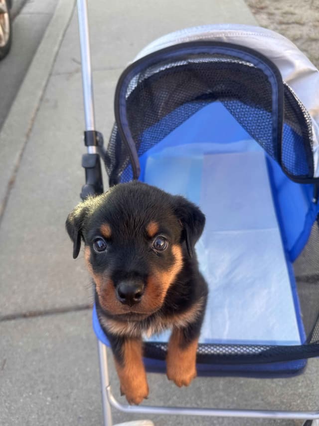 Rottweiler Puppies $1,400 AKC registerable - Non AKC $1,000 media 6