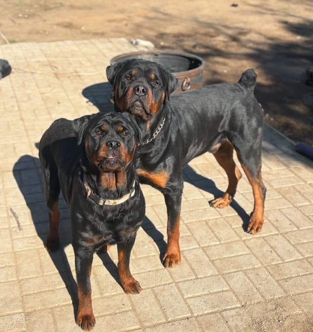 Rottweiler Puppies $1,400 AKC registerable - Non AKC $1,000 media 9