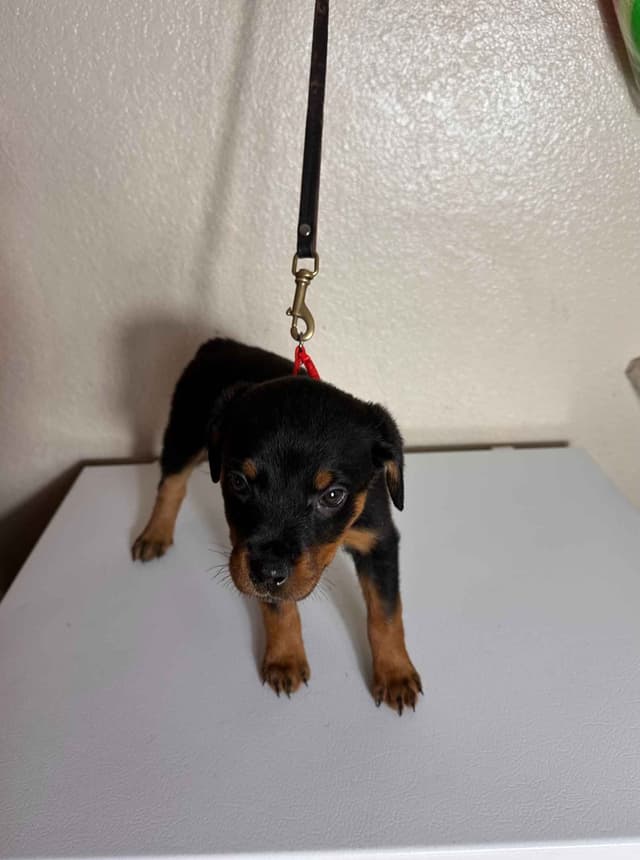 Rottweiler Puppies $1,400 AKC registerable - Non AKC $1,000 media 2