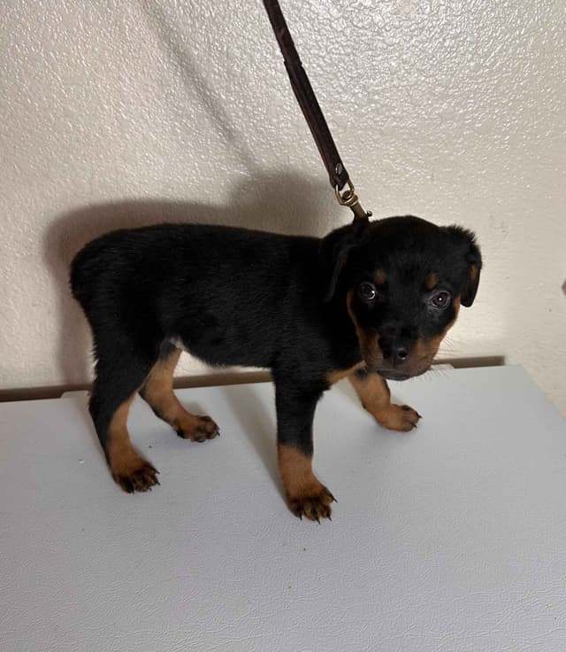Rottweiler Puppies $1,400 AKC registerable - Non AKC $1,000 media 4