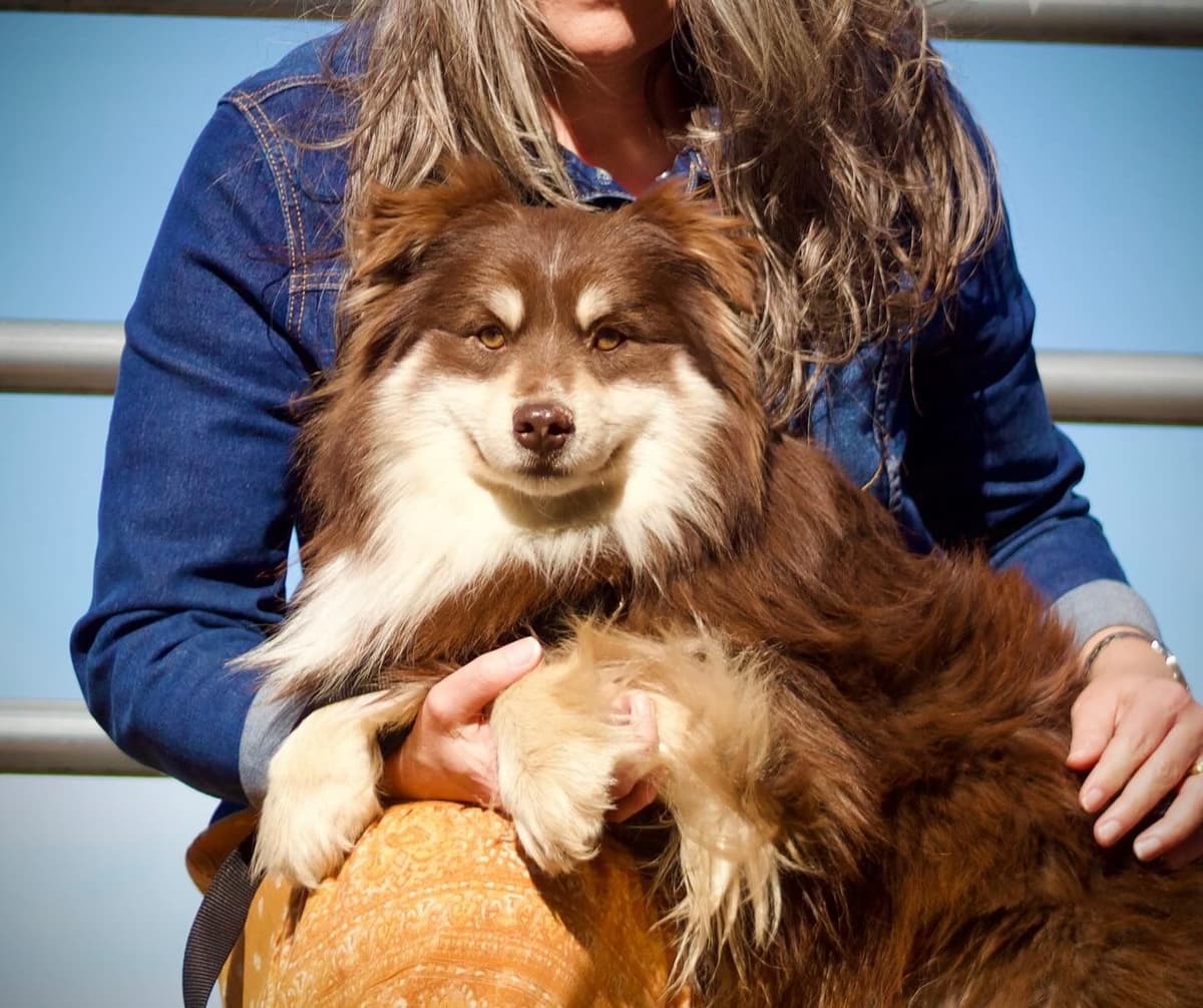 Miniature American Shepherd Puppies breeder image 3