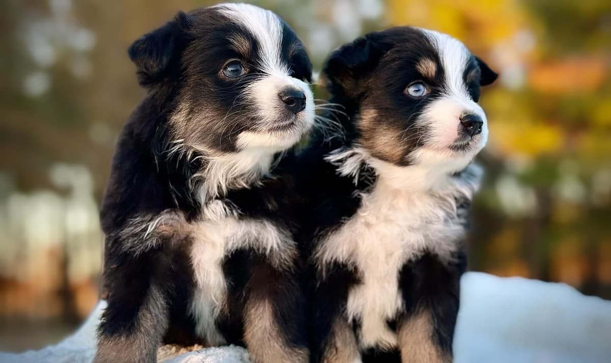 Miniature American Shepherd Puppies breeder image 4