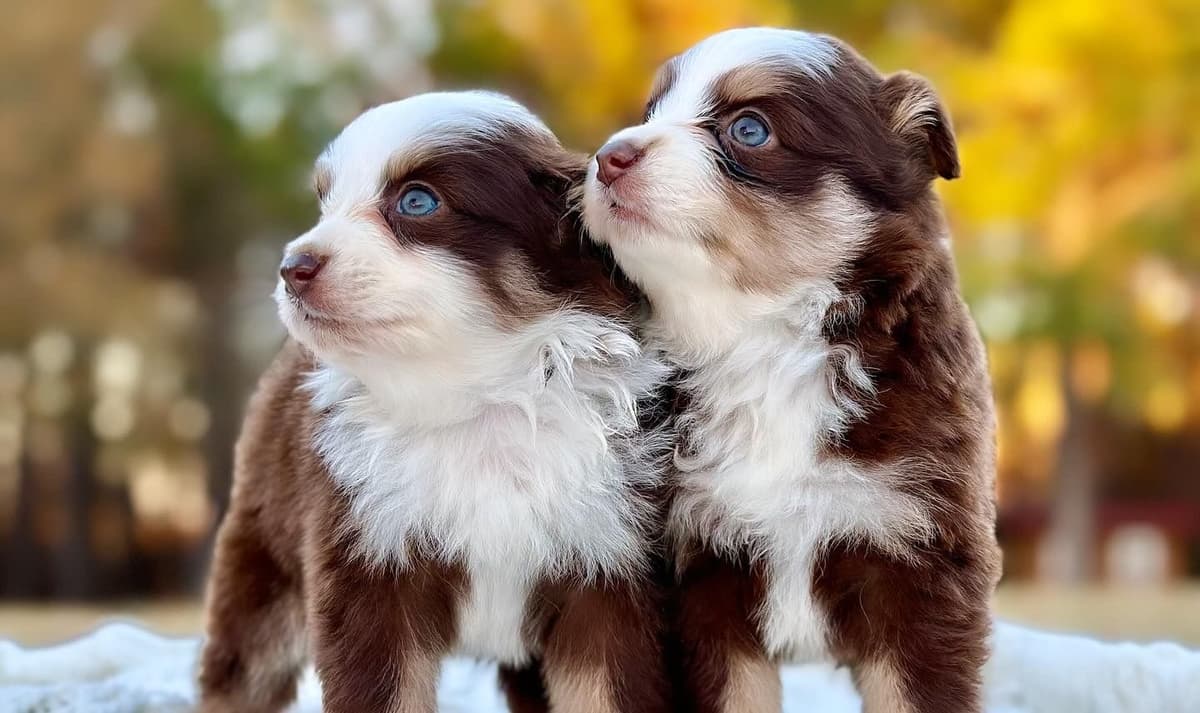 Miniature American Shepherd Puppies breeder image 5