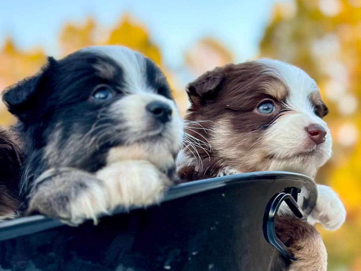 Miniature American Shepherd Puppies breeder image 7
