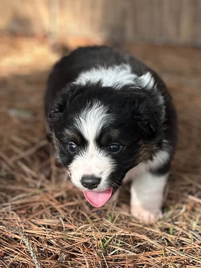 Miniature American Shepherd Puppies media 4