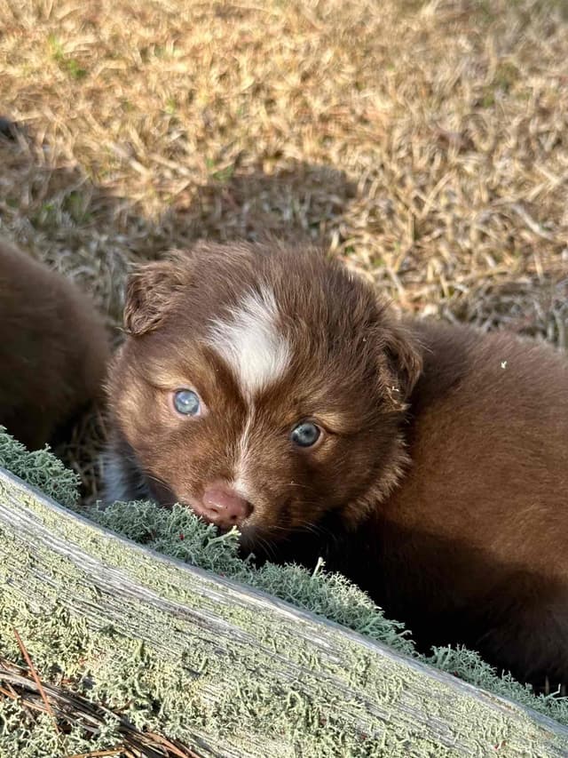 Miniature American Shepherd Puppies media 5