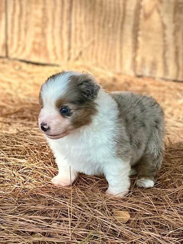 Miniature American Shepherd Puppies media 7