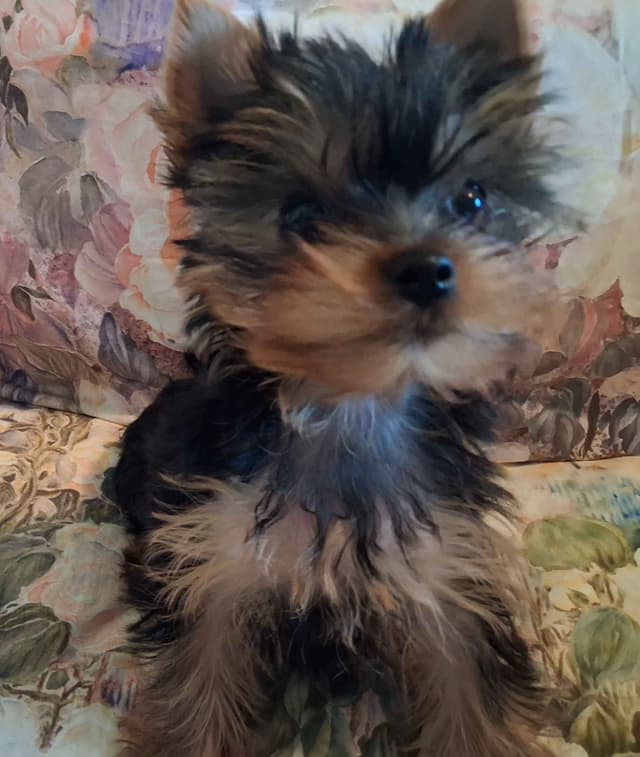 Yorkshire Terrier Puppies media 2