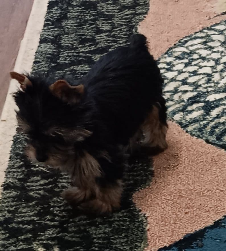 Yorkshire Terrier Puppies breeder image 3