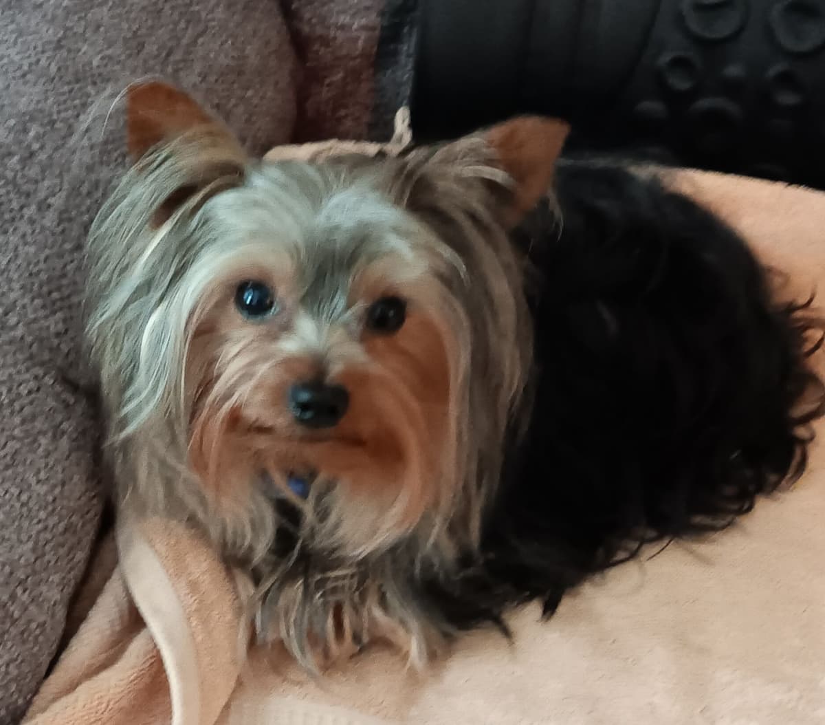 Yorkshire Terrier Puppies breeder image 4