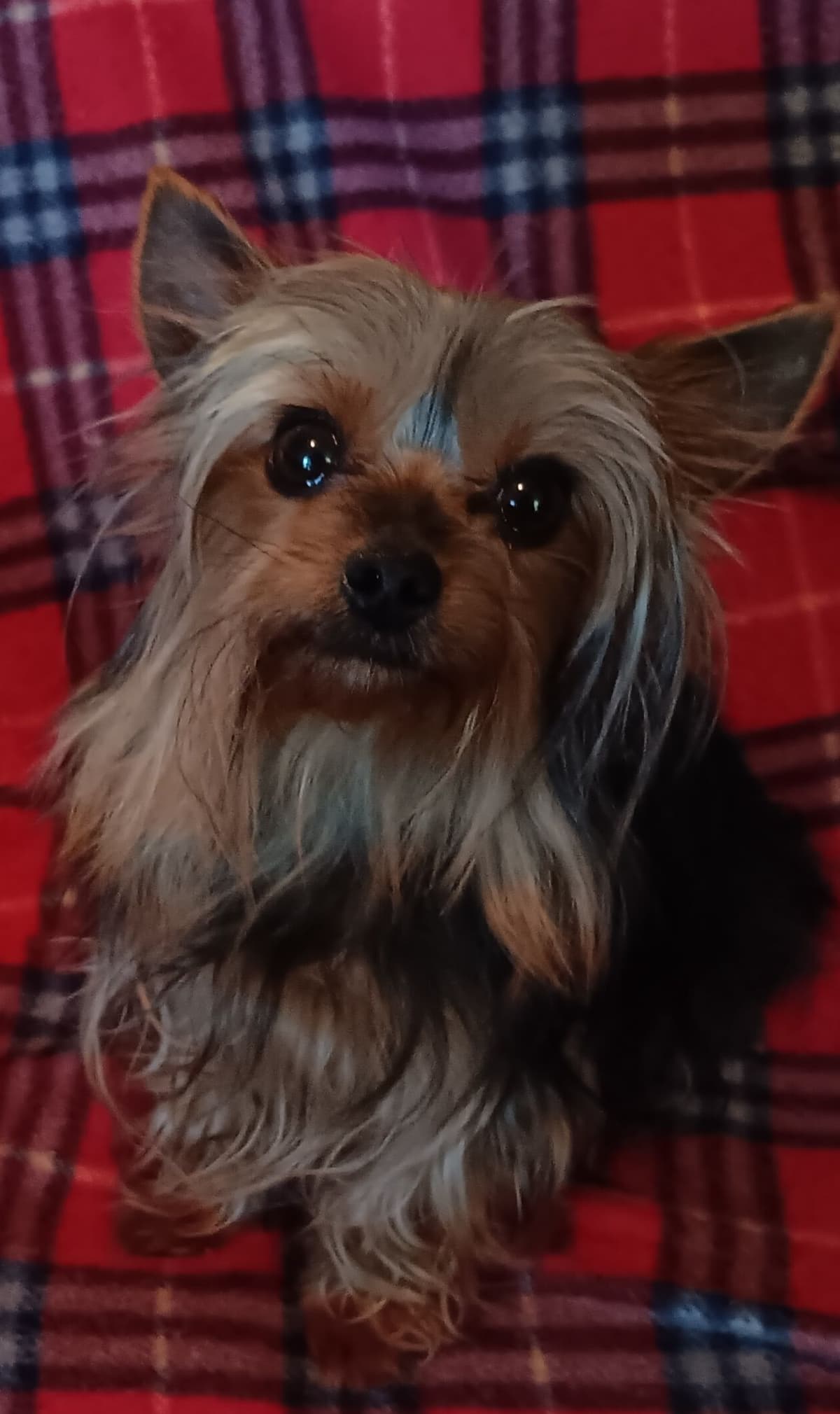 Yorkshire Terrier Puppies breeder image 5