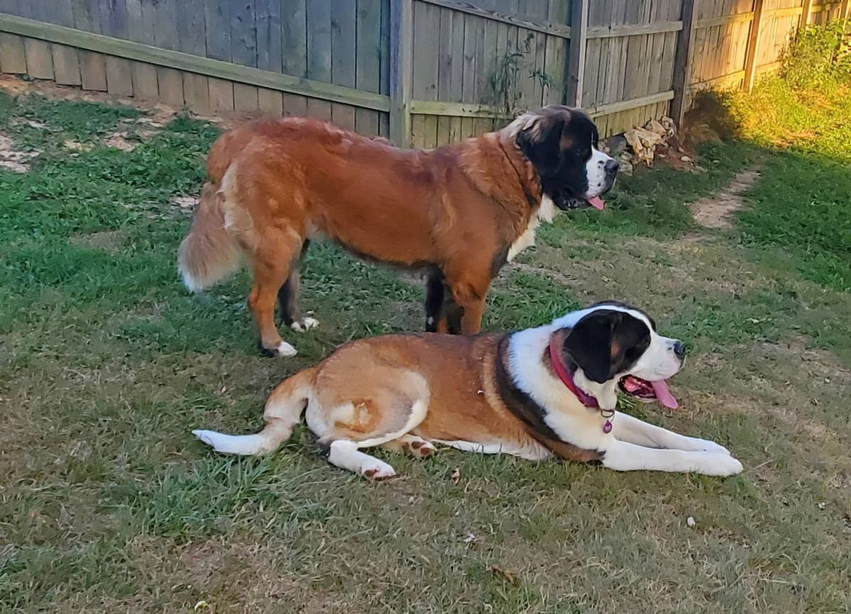 Saint Bernard Puppies breeder image 1