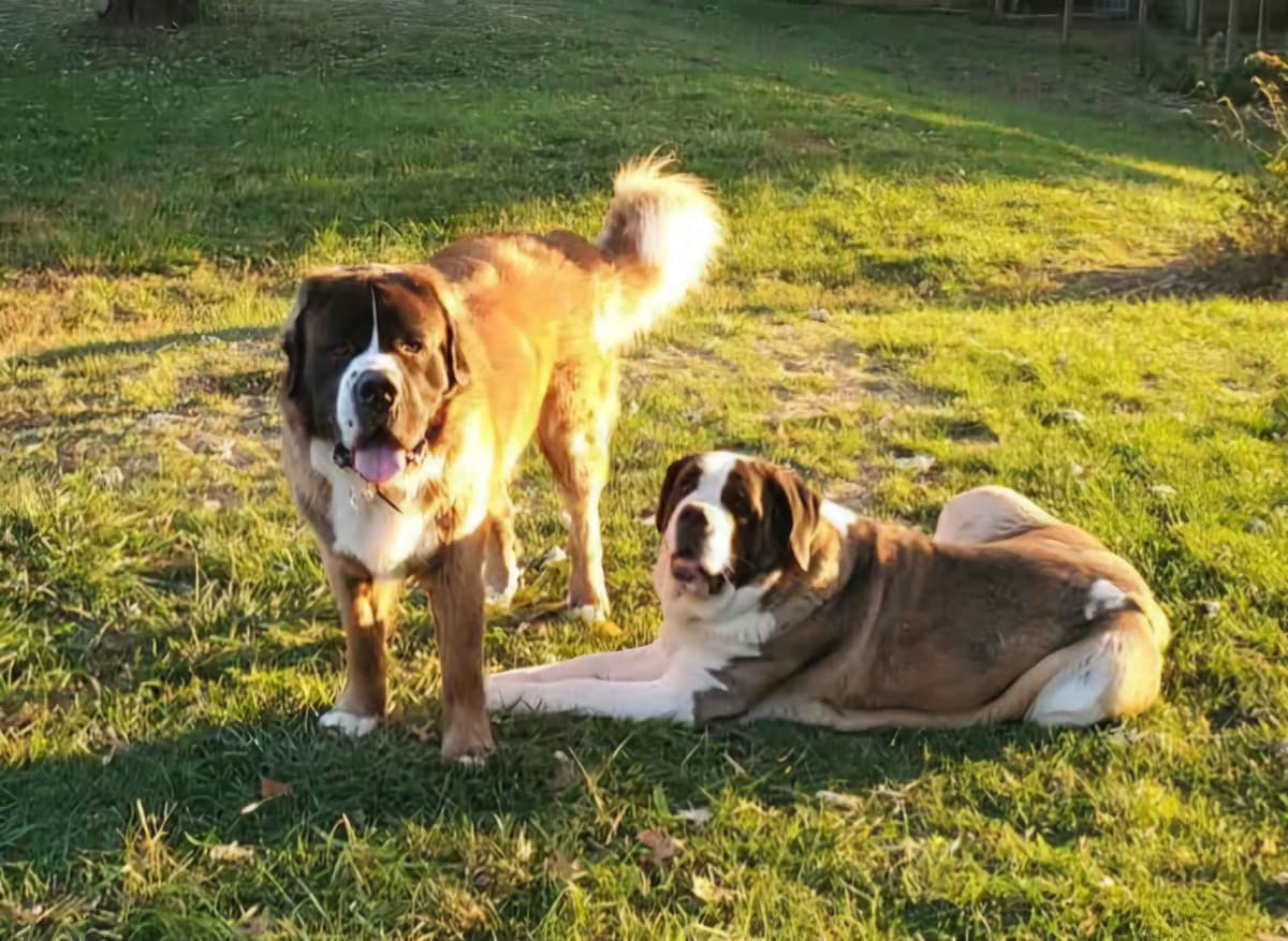 Saint Bernard Puppies breeder image 4